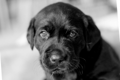 welpen-018